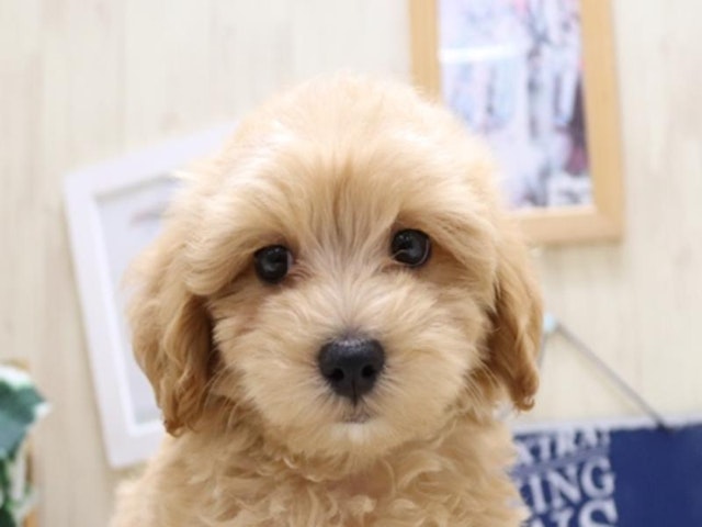 鳥取県のハーフ犬・ミックス犬 (ペッツワンFC鳥取店/2024年5月29日生まれ/男の子/レッド)の子犬